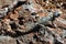 Roughtail Rock Agama, or Stellagama stellio lizard on a rock, Turkey