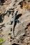 Roughtail Rock Agama, or Stellagama stellio lizard on a rock, Turkey