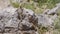 Roughtail Rock Agama Sunbathing