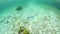 Roughtail stingray feeding on Caribbean seafloor