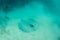 Roughtail Stingray Feeding in Sand in Caribbean Sea