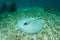 Roughtail Stingray on Seagrass in Caribbean Sea