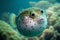 Round as ball puffer fish floats in clear water of sea