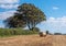 Round bale of hay in field with tree