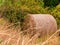 Round bale of straw in rosehip bushes