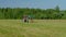 Round baler discharge round fresh hay bale during agricultural harvesting in field