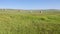 Round Bales in a Field at Cochrane