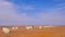 Round bales of freshly harvested cotton wrapped in yellow plastic, in the field in Campo Verde, Mato Grosso, Brazil