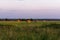 Round bales of hay on a beveled meadow