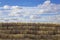 Round bales a stack of dry yellow hay closeup lie in straight rows against a blue sky and white clouds