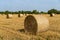 Round bales of straw in endless field after harvesting wheat. Blurred background. Selective focus. Close-up. Straw bales