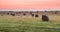 Round bales in a Texas hayfield at sunrise