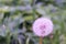 Round ball dandelion on a blurred background.