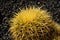 Round barrel cactus , round cactus plant detail