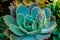 Round Blue succulent cactus with Bud