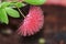 Round Bottle Brush Flowers Calliandra haematocephala