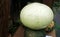 Round bottle gourd (upo) from the Philippines