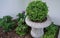 Round boxwood bush in a flower vase, garden landscaping concept