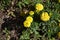 Round, bright yellow flowers Marigolds