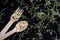 Round bunch of young fresh radish, lucerne, fenugreek microgreen sprouts on a black background, with spoon and fork