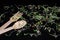 Round bunch of young fresh radish, lucerne, fenugreek microgreen sprouts on a black background, with spoon and fork