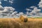 Round bundles of dry grass in the field,bales of hay