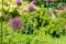 A round bush of decorative garlic with arrows close-up. Natural green color background