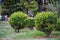 Round bushes growing in a park