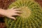 Round Cactus