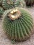 Round cactus with flowers. Sardinia, Cagliari. Beauty of nature.