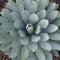 Round cactus / succulent plant - natural pattern / floral patter