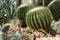 Round cactuses