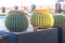 The round cactuses growing in a pot at sunset