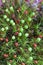 Round capsules of Common Apple-moss, Bartramia pomiformis