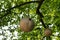Round ceramic bird houses suspended on tree branches
