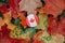 Round circle badge Canadian flag. National symbol lying on a ground in autumn fall maple leaves. Autumnal season in Canada country