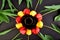 Round circle red and yellow tulips and cup of coffee