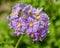 Round cluster of bicolor yellow and magenta flowers of blooming potato at sunny summer day.