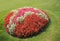 Round colorful flowerbed with red pink and white begonias and green lawn