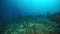 Round coral on sunken ship wreck in underwater Truk Islands.