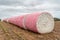 Round cotton bales in pink wrappers