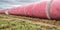 Round cotton bales in pink wrappers