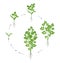 Round crop stages of Parsley. Growing garden parsley plant. Harvest growth. Petroselinum crispum. Vector flat Illustration