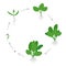 Round crop stages of Spinach. Circular growing Spinach plant. Green leafy vegetable growth. Spinacia oleracea. Vector flat