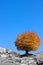 Round crown autumn tree on a clear blue sky