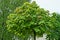 Round crown of decorative maple tree with green leaves