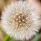 Round dandelion taraxacum officinale seed head. Natural background