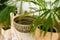 Round dark unusual stone sink on a wooden countertop and reusable organic bath accessories and lots of live green plants,
