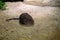 The round-eared elephant shrew, Macroscelides proboscideus