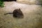 The round-eared elephant shrew, Macroscelides proboscideus